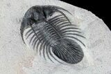 Bargain, Kolihapeltis Trilobite - Long Spines #72891-4